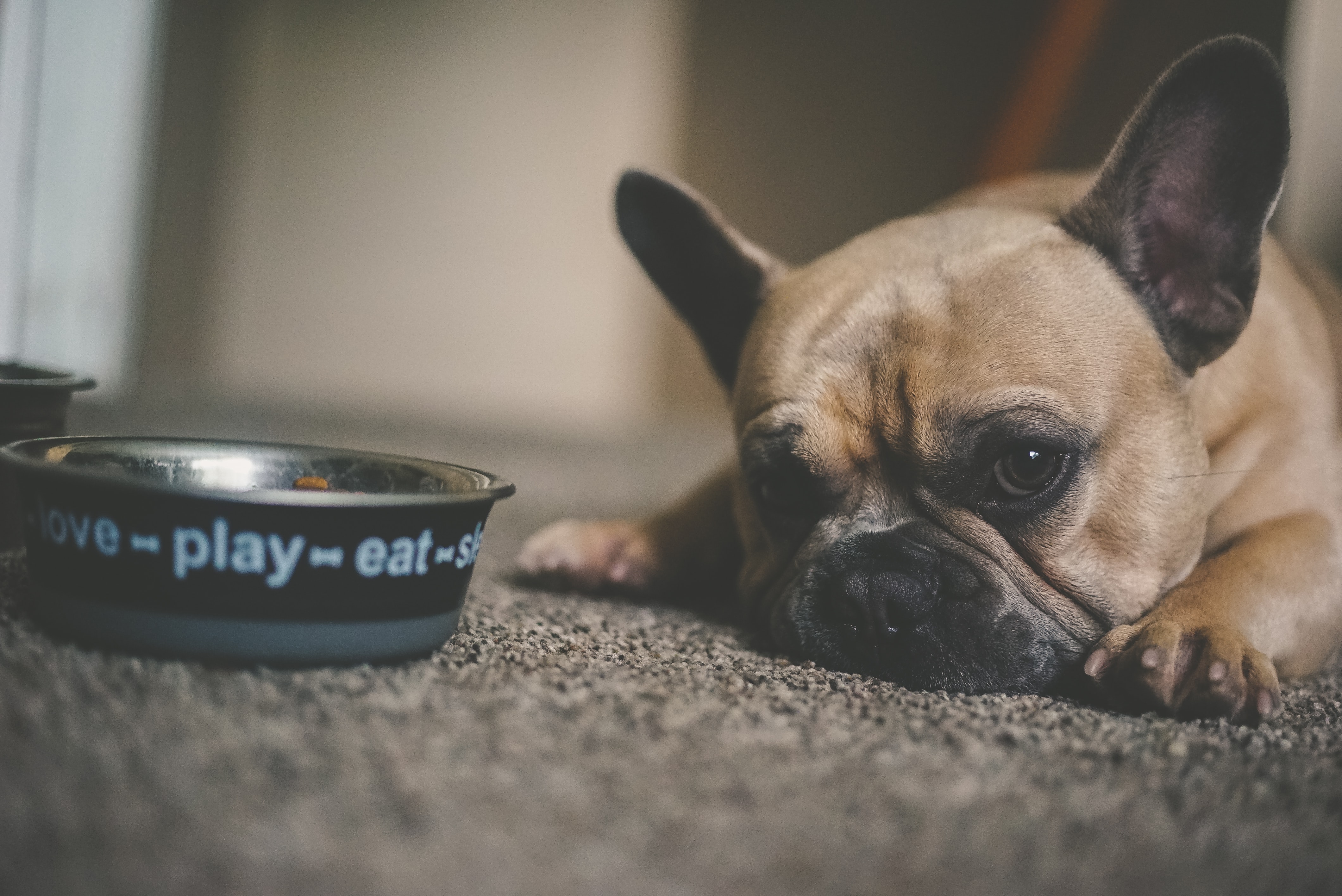 What are the Benefits of Feeding Dogs a Raw diet?