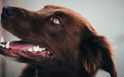 My Dog’s Smelly Breath and What to Do About It